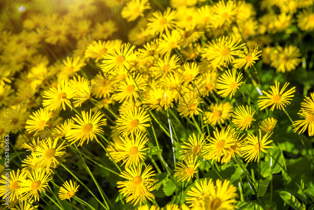 Yellow daisies grow in the meadow in summer
Yellow daisies grow in the meadow in summer