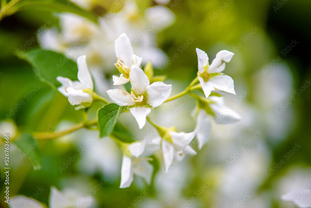Jasmine blossom branch in the garden in spring
Jasmine blossom branch in the garden in spring