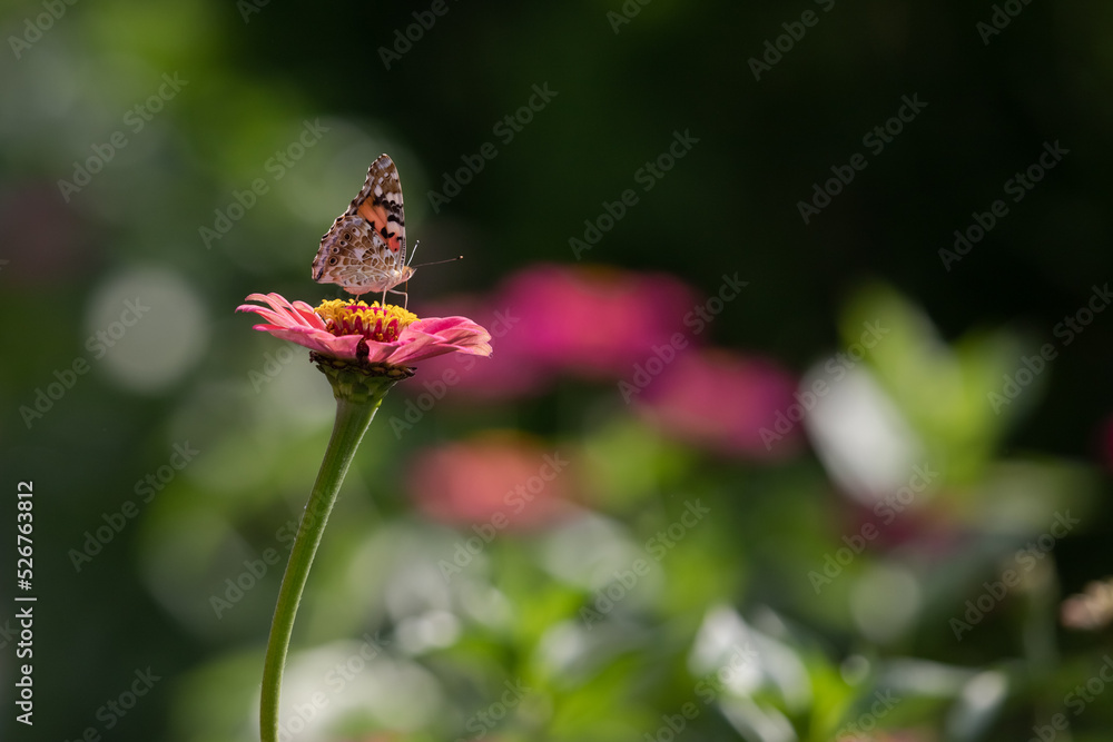 Obraz premium Peacock-eye sunflower butterfly on a blooming aster. Colorful butterfly. A butterfly on a flower. The beauty of nature. Flying insect. Bright colors of summer.
