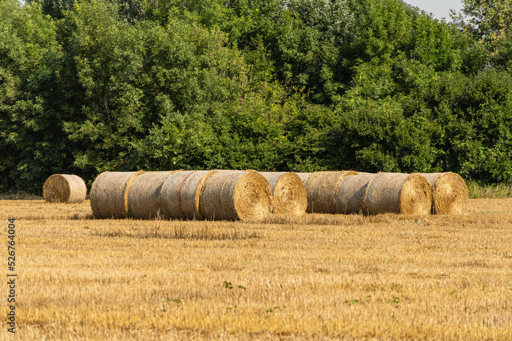 Round bales of straw in endless field after harvesting wheat. Blurred background. Selective focus. Close-up. Straw bales lie in disarray under the sun in field. Nature concept for design. Round bales of straw in endless field after harvesting wheat. Blurred background. Selective focus. Close-up. Straw bales lie in disarray under the sun in field. Nature concept for design.