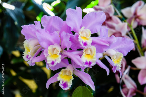 Closeup of one of the beautiful Colombian orchids photo