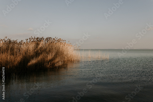 Autumn landscape on lake Balaton in Hungary. Reed on the water. Late fall sunset, stunning colors. Light breeze on the water. Nobody on the image, copy space. Nature travel background. 