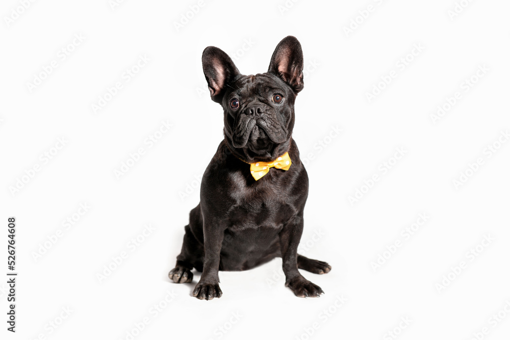 Black french bulldog sitting looking at the camera. Dog with a bow around his neck on a white background. Isolated.