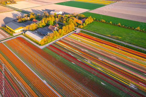 Canvas Print Tulips fields in Netherlands during the spring time