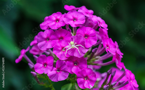 White Misumena vatia, flower spider or flower crab spider (Thomisidae) sits on purple flame flowers of garden phlox (Phlox paniculata). Close-up selective focus. Copy space