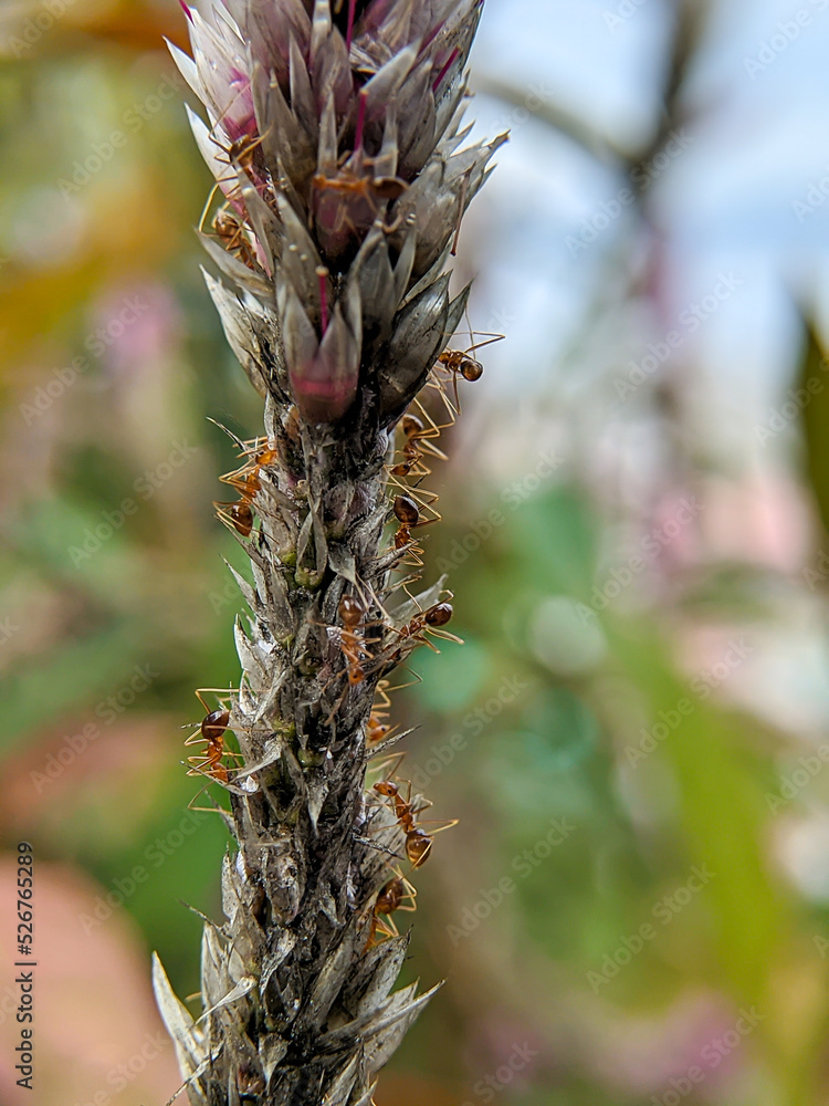 macro photo of a collection of red ants on flowers macro photo of a collection of red ants on flowers