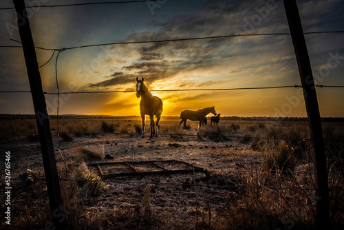 contraluz de caballos en el horizonte y al ocaso photo