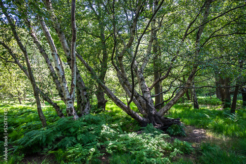 View of a wood in full bloom in summer in Wimbledon Common © Eric Laudonien
