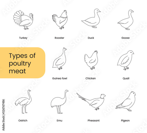 Photo Types of poultry meat, set of linear icons in vector, birds illustration