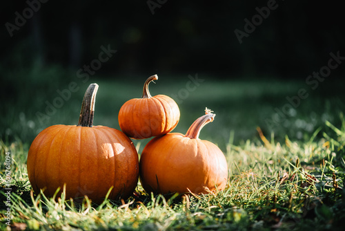 Pumpkins in garden grass. Halloween and thanksgiving holiday and autumn harvest background