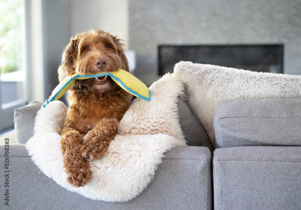 Pool noodle instead of dog cone cheap
