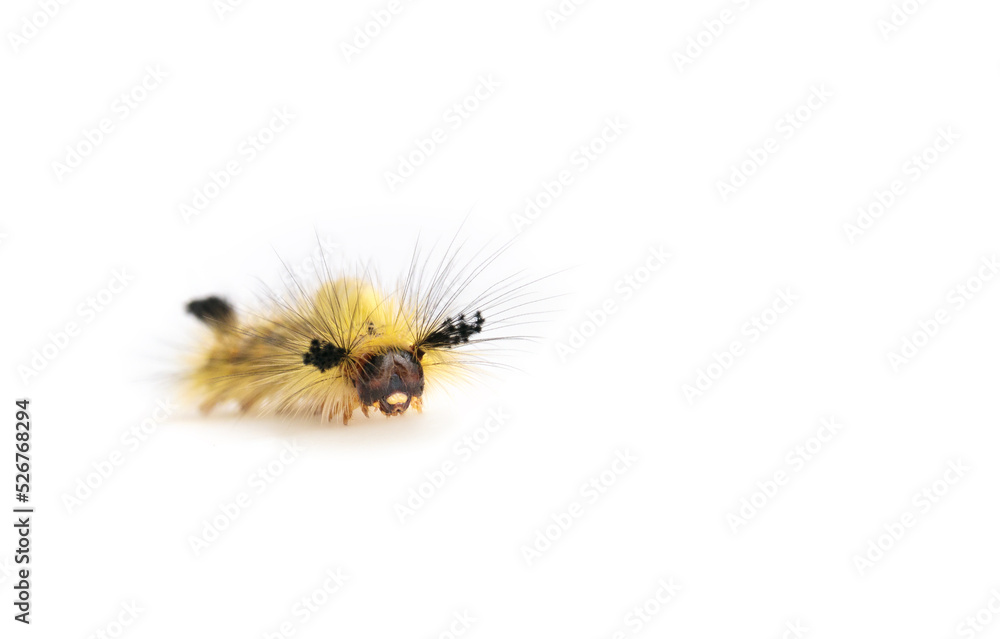Fuzzy yellow caterpillar, front view. Rusty tussock moth caterpillar or Orgyia antiqua (L.) Long