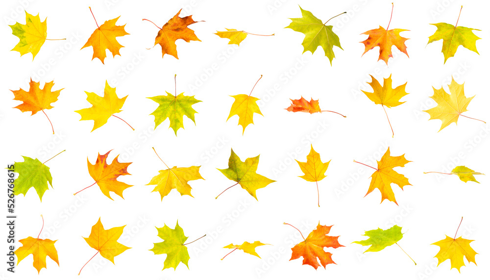 Autumn leaves collage isolated on white Autumn leaves collage isolated on white
