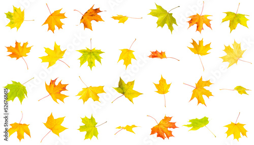 Autumn leaves collage isolated on white