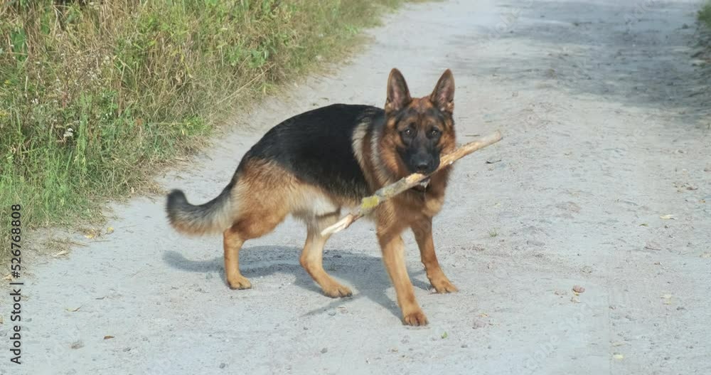 Dog picks up the stick from the road and carries it in his teeth towards the camera. Beautiful big german shepherd playing with a stick. Dog picks up the stick from the road and carries it in his teeth towards the camera. Beautiful big german shepherd playing with a stick.