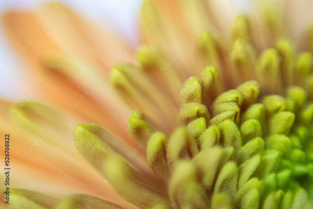 Fototapeta premium close up of a green yellow flower