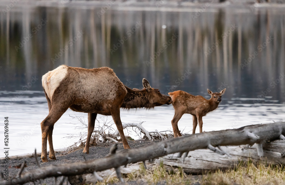 Elk mother cleaning her calf by Yellowstone Lake in American Landscape. Yellowstone National Park. United States. Nature Background. Elk mother cleaning her calf by Yellowstone Lake in American Landscape. Yellowstone National Park. United States. Nature Background.