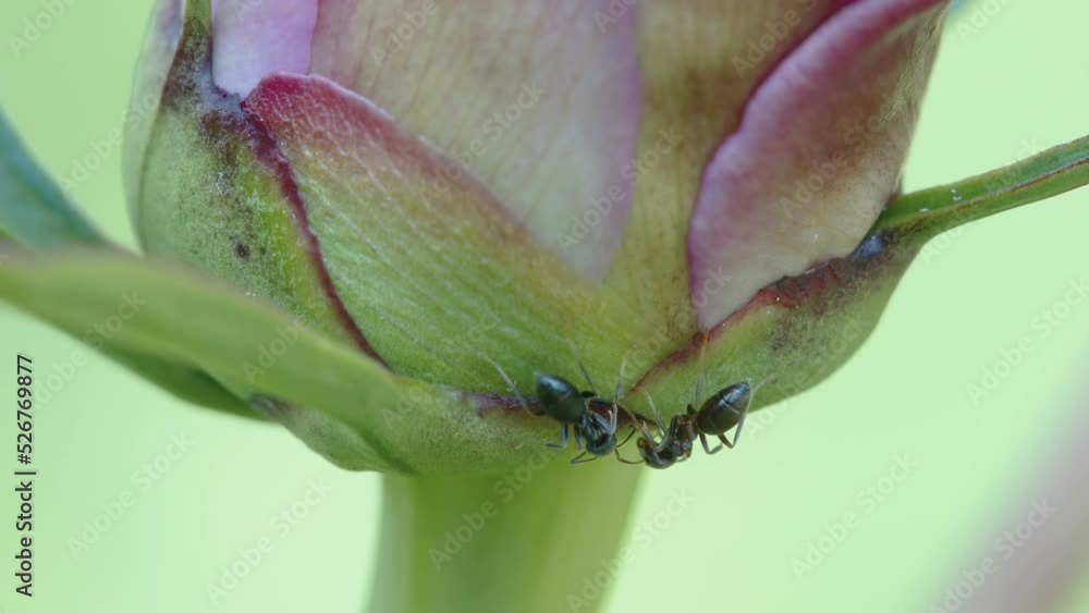 The small ants under the leaf of the plant crawling to the stem in Estonia The small ants under the leaf of the plant crawling to the stem in Estonia