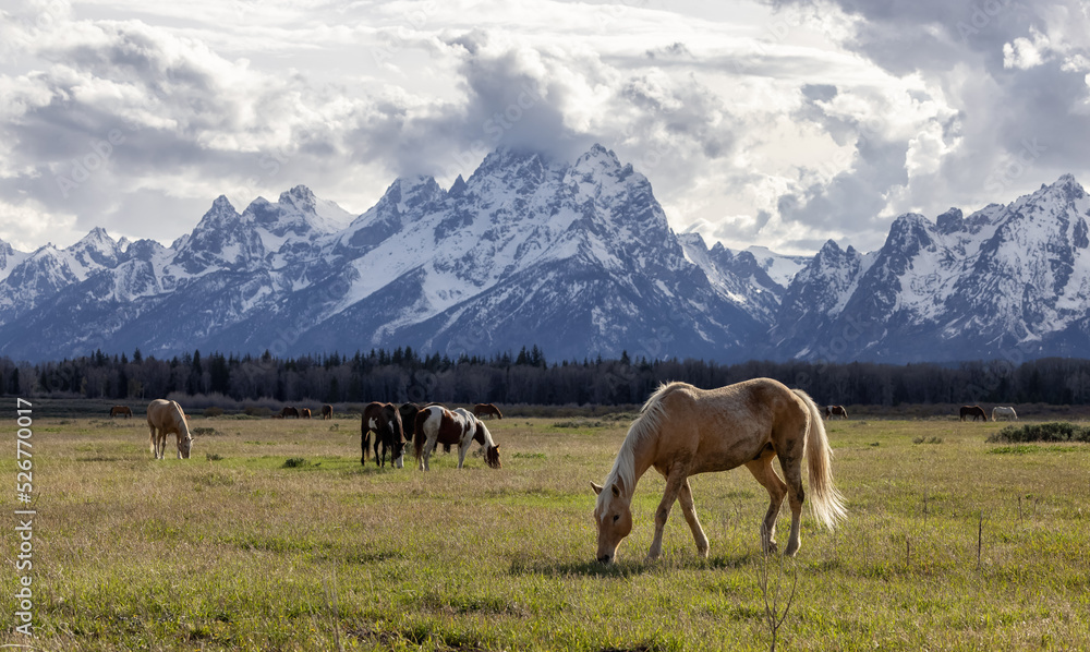 Wild Horse on a green grass field with American Mountain Landscape in Background. Grand Teton National Park, Wyoming, United States of America.