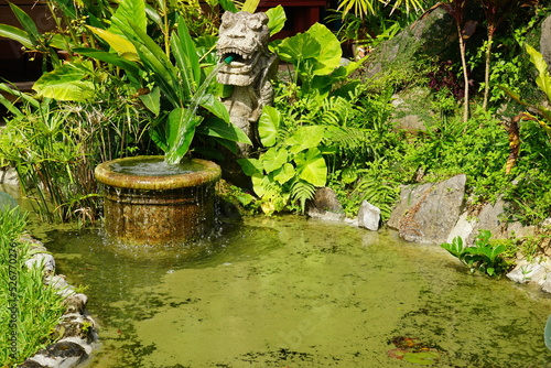 Green Swamp in Asian Rainforest, Okinawa, Japan - 日本 沖縄 本部町 熱帯雨林  photo