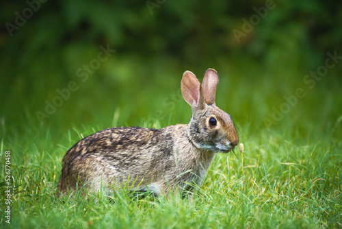 Wild rabbit © JessyNay
