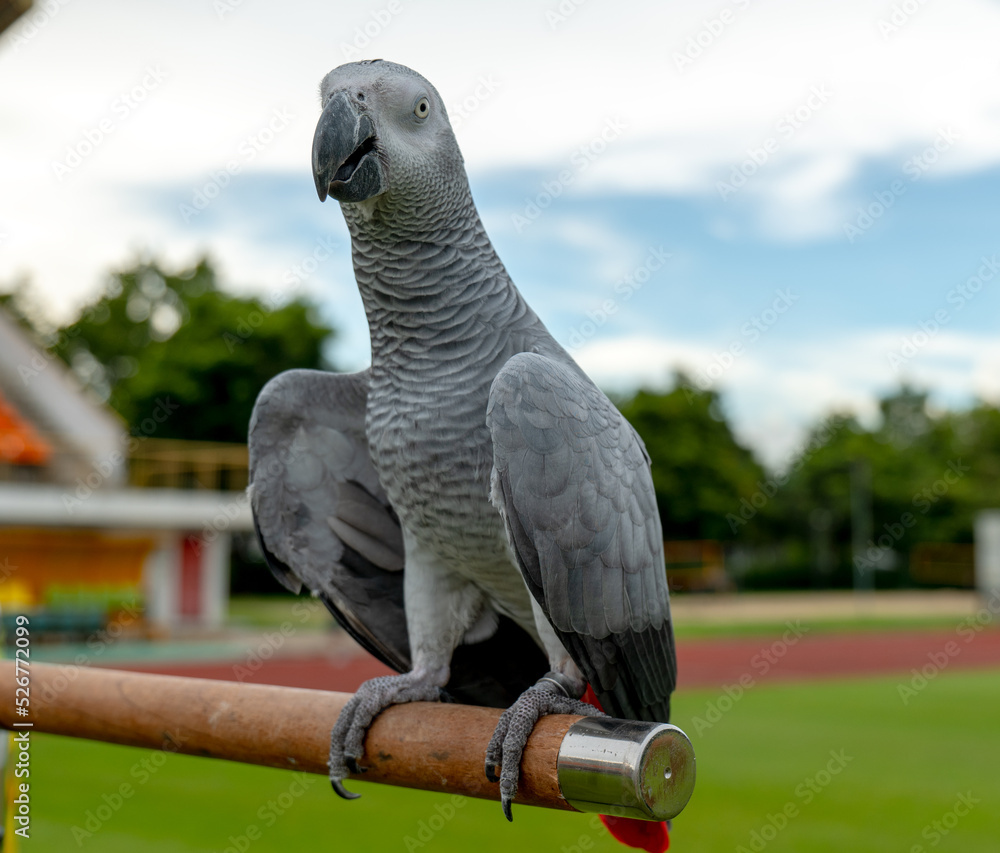 Fototapeta premium African Grey Parrot