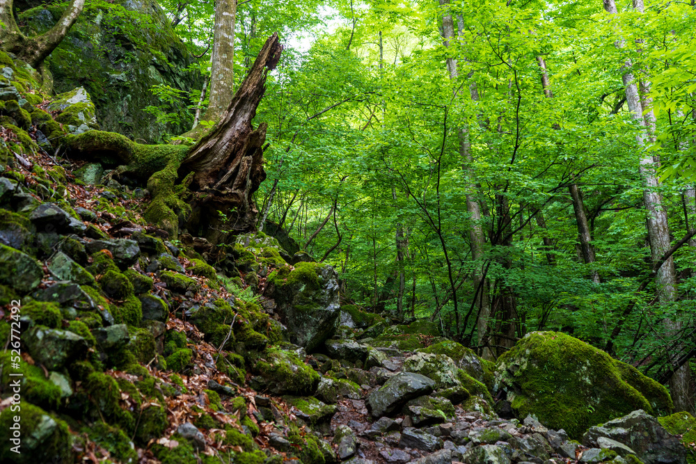 Fototapeta premium 緑生い茂る山道