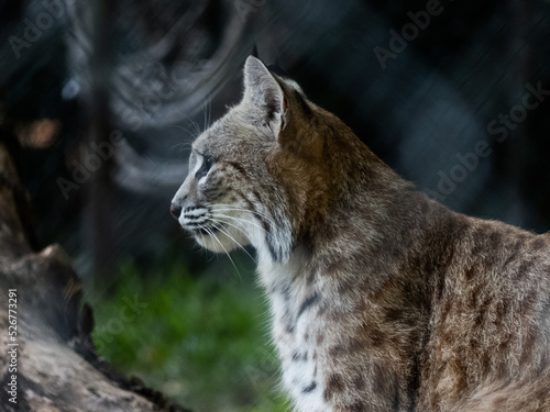 Bobcat looking into the distance