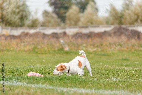 Dog catching flying disk in jump, pet playing outdoors in a park. sporting event, achievement in sport