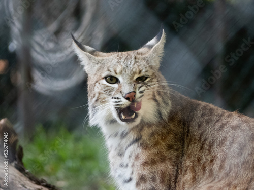 Bobcat licking itself