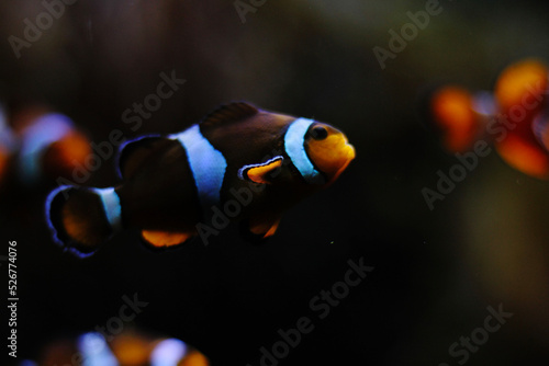 clown fish in aquarium Fototapet