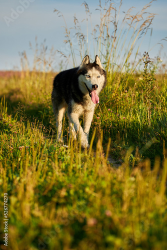 Cheerful funny husky dog runs forward on the grass in sunny evening walk.