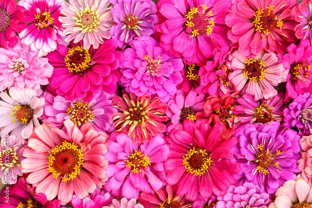 Background of many shades of pink zinnia flower heads. Background of many shades of pink zinnia flower heads.