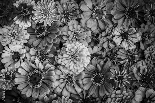 Wallpaper Mural Black and white background of many zinnia flower heads. Torontodigital.ca
