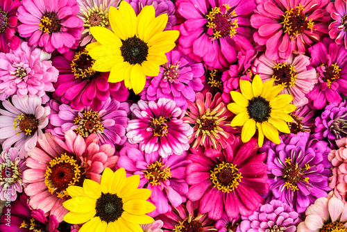 Background of many shades of pink zinnia flower heads and small yellow sunflower heads..