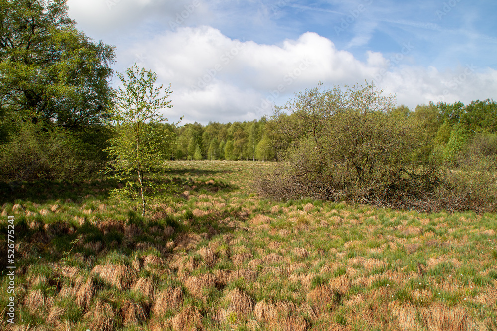 Das schwarze Moor in der Rhön