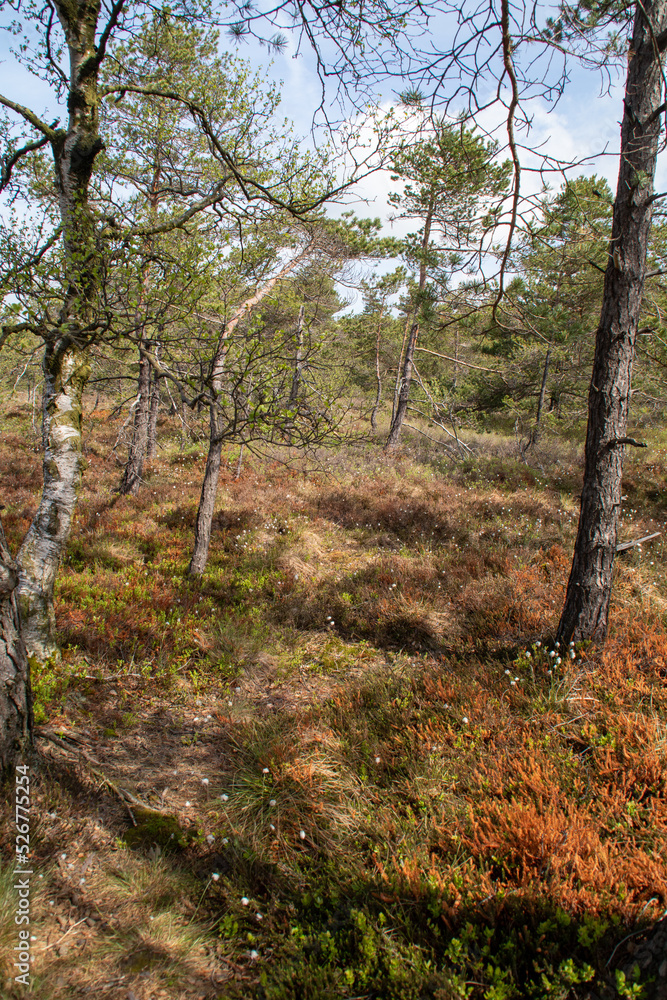 Das schwarze Moor in der Rhön Das schwarze Moor in der Rhön