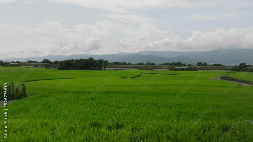 Flying low over expanse of terraced rice on sunny day Flying low over expanse of terraced rice on sunny day