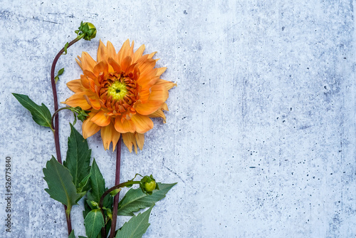 Flat lay image of a orange dahlia flower with tall buds and leaves. Placed on a concrete background. Space on the right for text.. Landscape orientation.