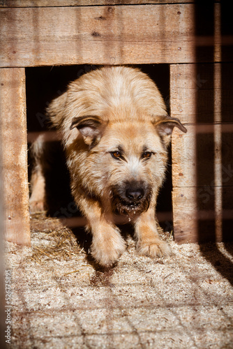 Sad dog in a cage behind bars in a dog shelter