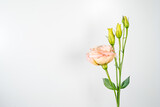 Single stem of an lisianthus flower with several buds on white background. Space for text.
