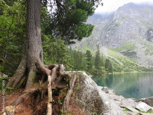 Huge pine near the mountain lake Morskie Oko in Poland