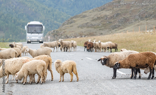 view of a flock of sheep crossing an asphalt road and creating a traffic jam against the background of a stopping intercity passenger bus