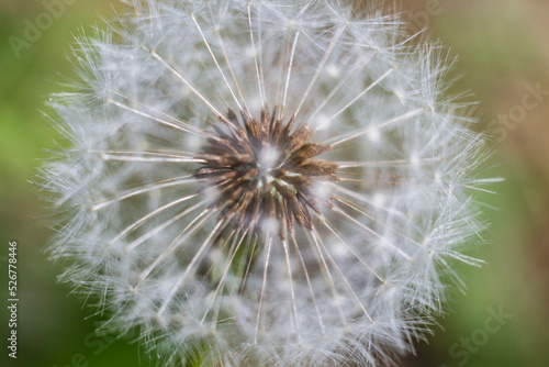 The head of common dandelion © versh