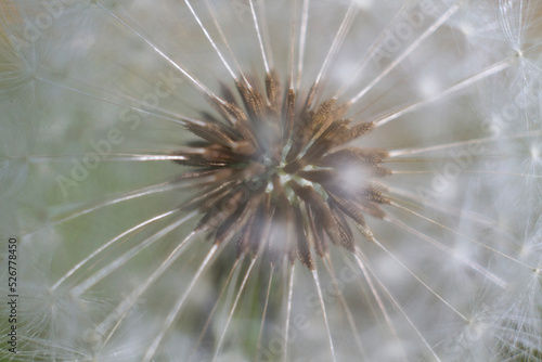 The head of common dandelion © versh
