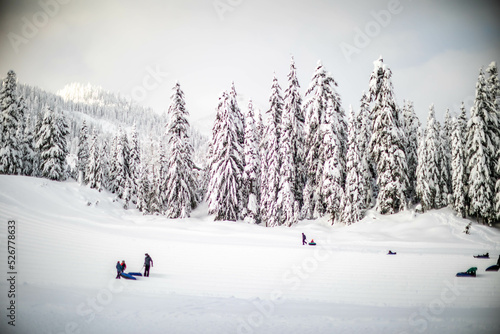 Pine trees covered in snow during the winter season. 