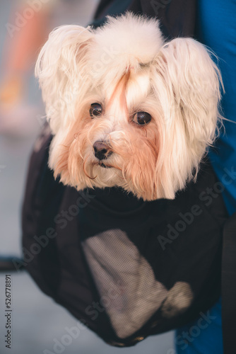 Obraz na płótnie Cute Maltese lapdog sitting in backpack of his owner looking to the camera. Head of dog peaking up from bag. Concept of traveling together with pets. Closeup. w salonie