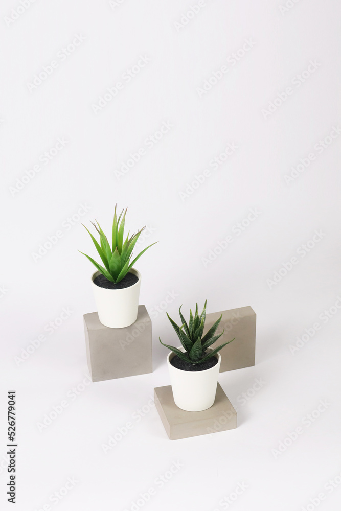 nature potted succulent plant in white flowerpot on the raw concrete cement stone in front of white background and banner with green cactus and cacti is called century plant and haworthia in desert nature potted succulent plant in white flowerpot on the raw concrete cement stone in front of white background and banner with green cactus and cacti is called century plant and haworthia in desert