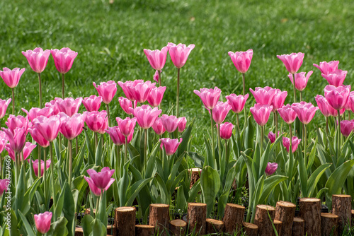 tulips in the garden