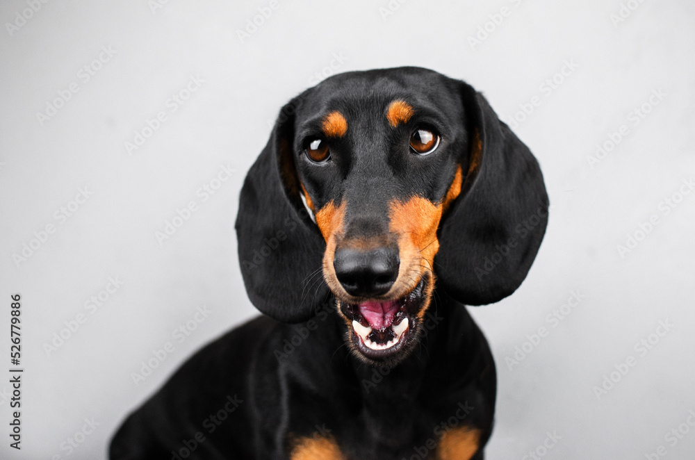 dachshund dog beautiful portrait of a pet on a light background